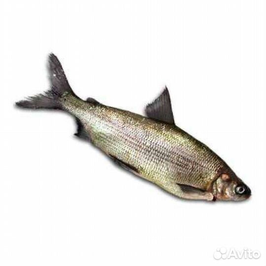 Рыба с/м