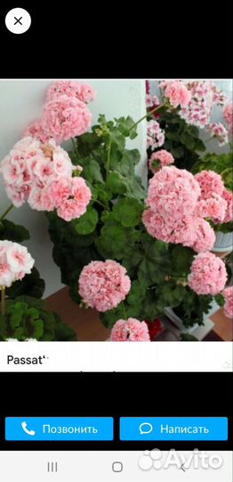 Сортовая пеларгония.Passat