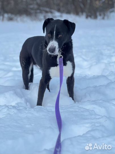 Поляк ищет семью