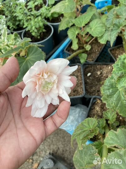 Бегония белекония