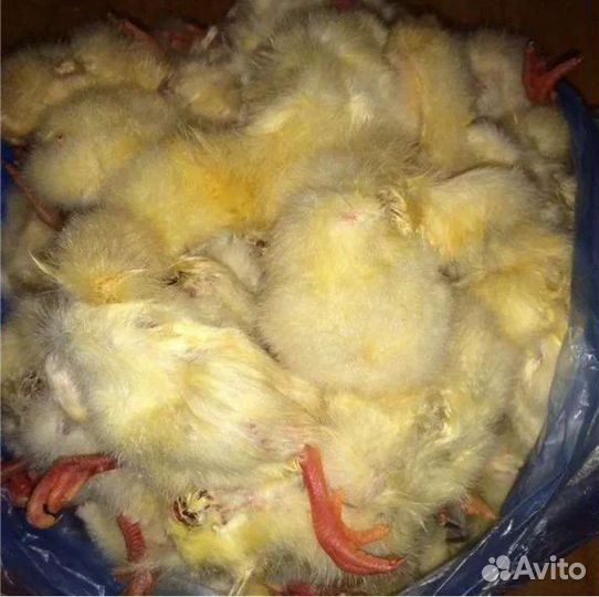 Цыплята суточные на корм животным