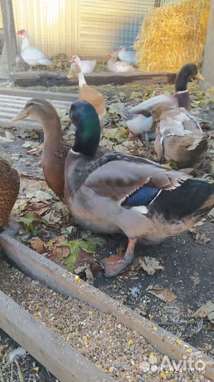 Руанская утка