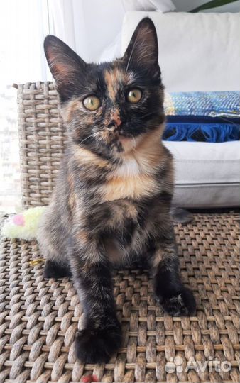 Спасите Куклу