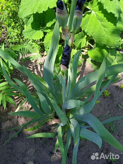 Ирисы бородатые сортовые