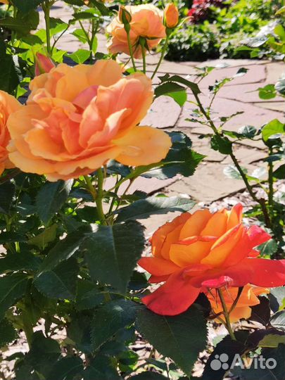 Роза Вестерлэнд