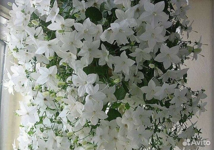 Кампанула в ассортименте