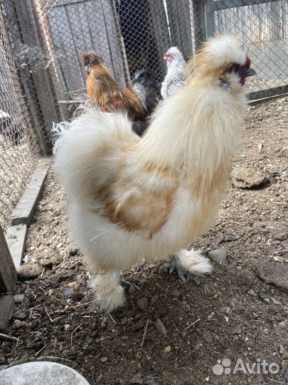 Китайские шелковые петушки