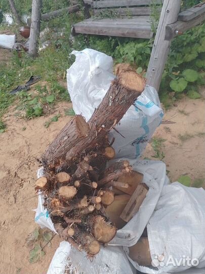 Можжевельник
