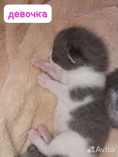 Котята бронь