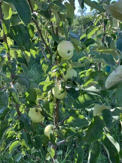 Дом 41 м² на участке 43 сот.