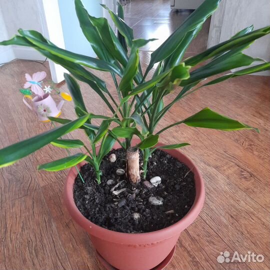 Пальма юкка