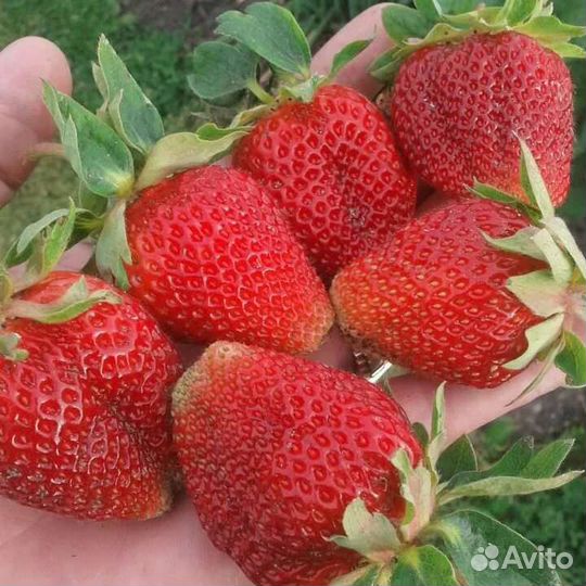 Саженцы клубники