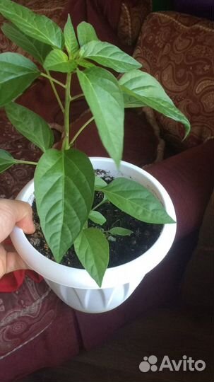 Комнатные цветы. Супер