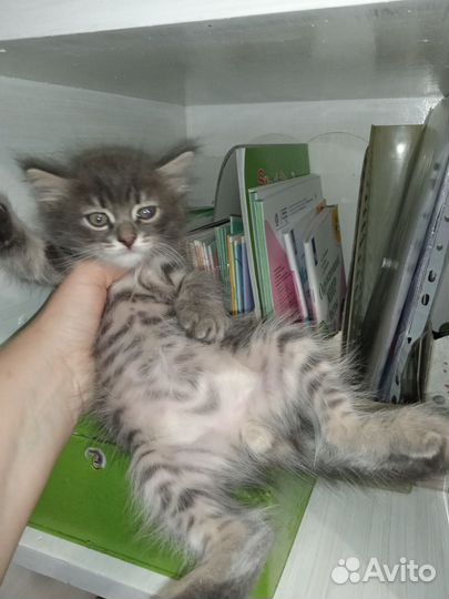 Котята в самые любящие добрые руки