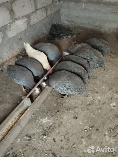 Цыплята цесарки