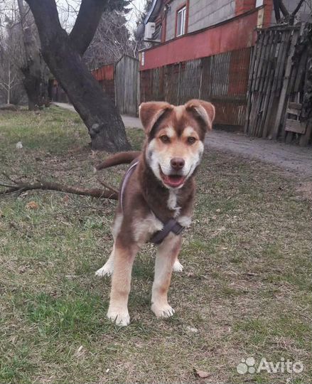 Щенки бесплатно