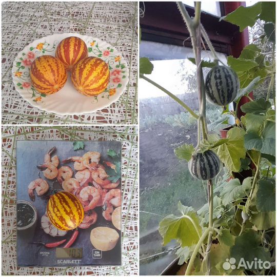 Семена вьетнамский дыни