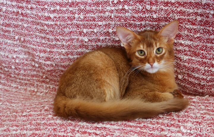 Сомалийские котята