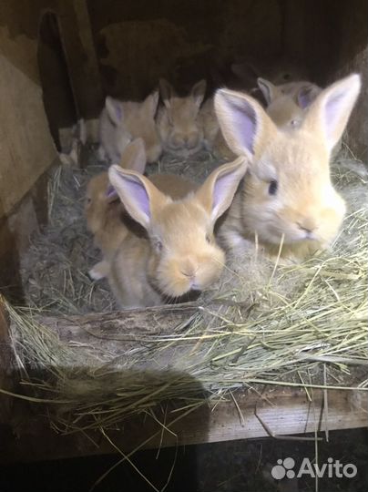 Кролики бургундские