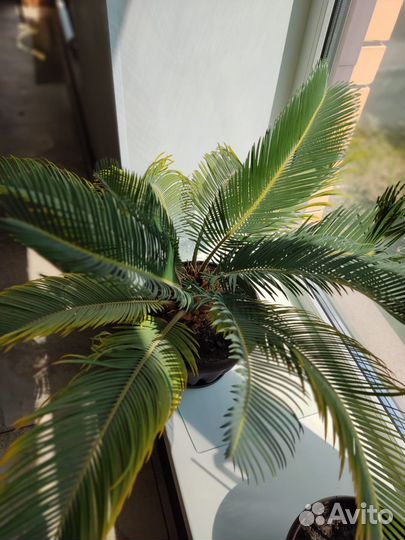 Продам цикас