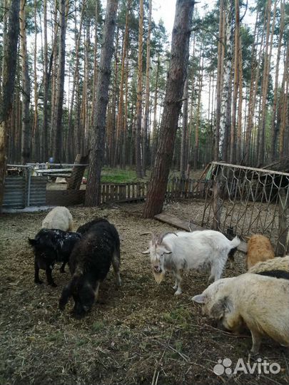 Венгерская мангалица