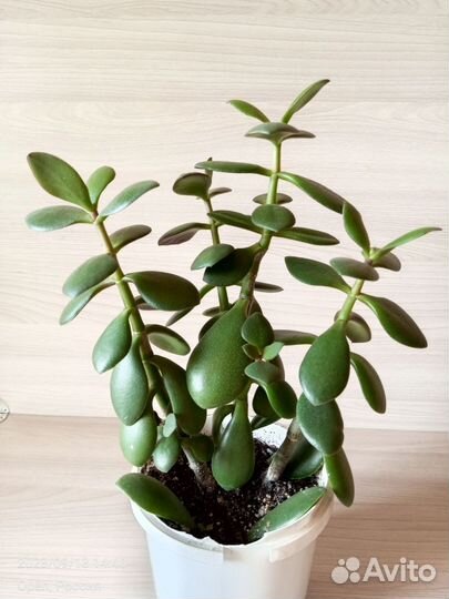 Комнатные растения (цветы) - 1