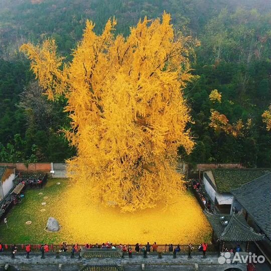 Гинкго билоба ginkgo biloba