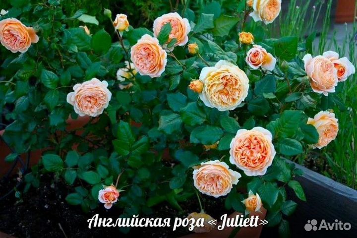 Кустовые розы саженцы