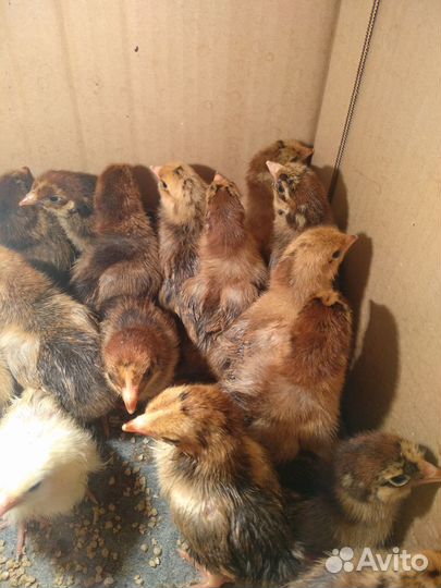 Цыплята кучинские юбилейные