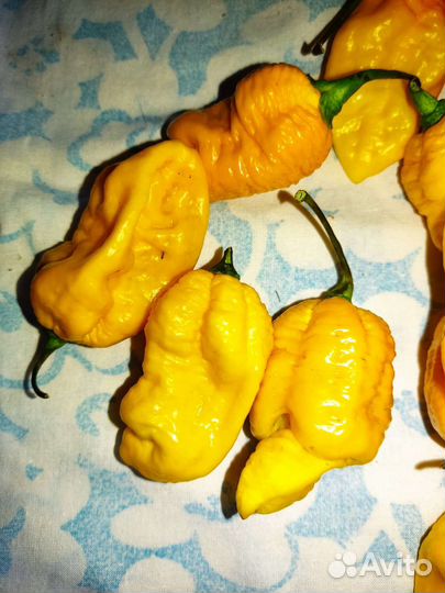 Сверх острый перец