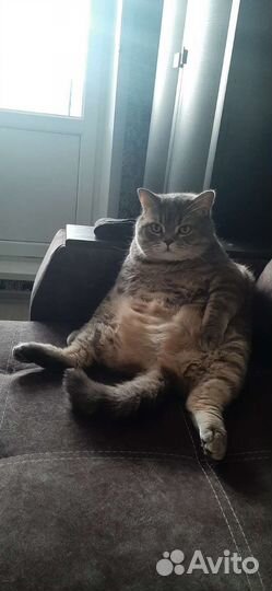 Лежанка для животных