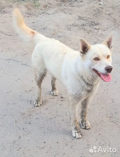 Верный друг Беляш