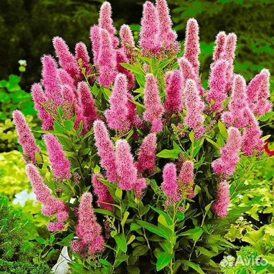 Саженцы и декоративные кустарники