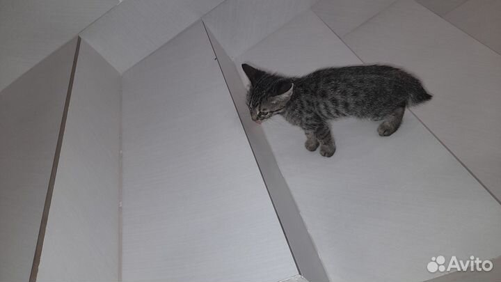 Котята бенгалы