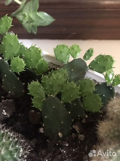 Детки кактуса (опунции)