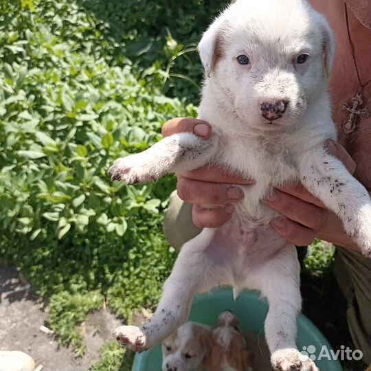 Щенки бесплатно