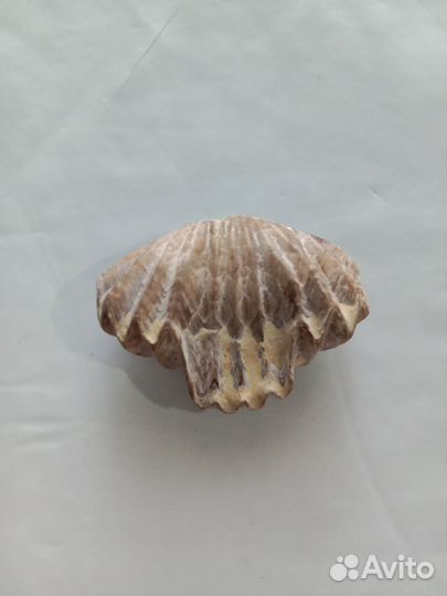 Ракушка доисторическая