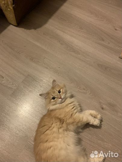 Отдам в добрые руки