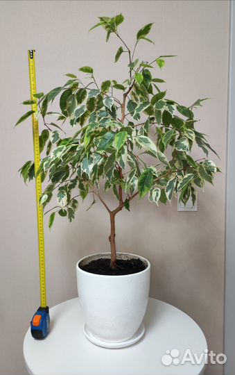 Фикус бенджамина пестролистный