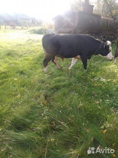 Продам : бык, тёлка и козы