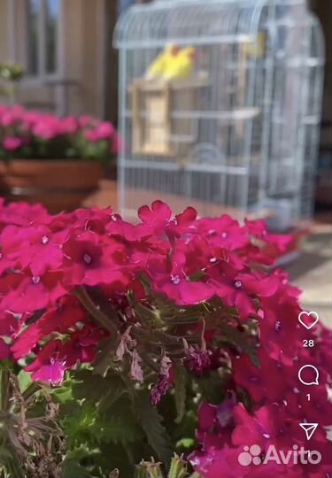 Попугай неразлучник с клеткой