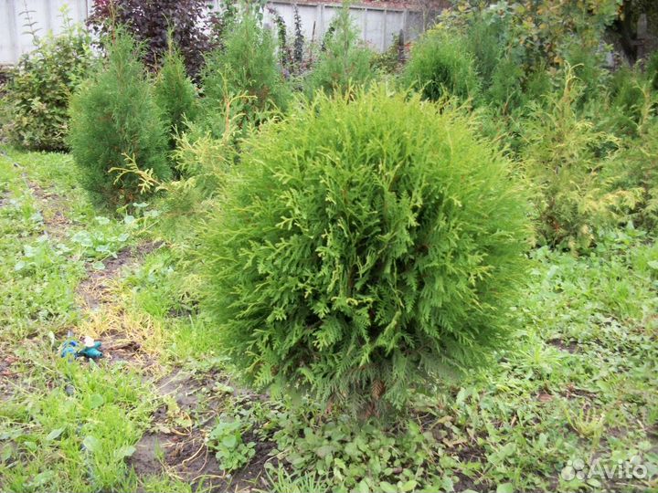 Туи, ели, ель голубая,кедр,сосна,сосна горная