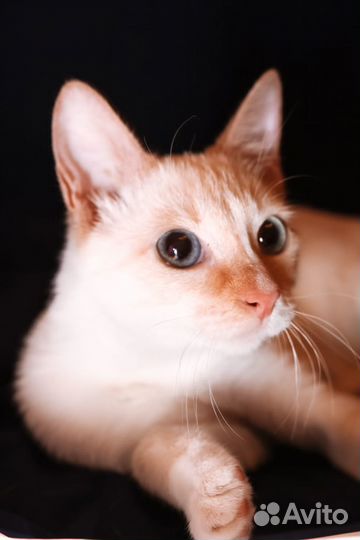 Котенок девочка Тэя 5 мес ищет дом