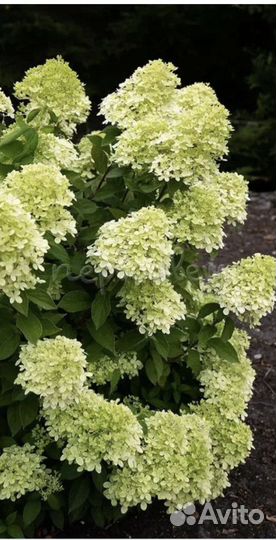 Гортензия Little Passion Литл Пэшн