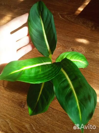 Эпипремнумы и диффенбахии сортовые