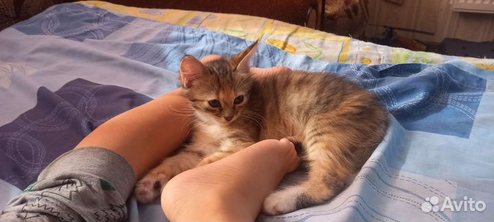 Ласковая кошечка ждет хозяев