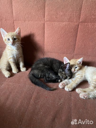 Отдаем котят