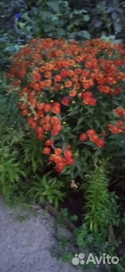 Многолетние садовые цветы