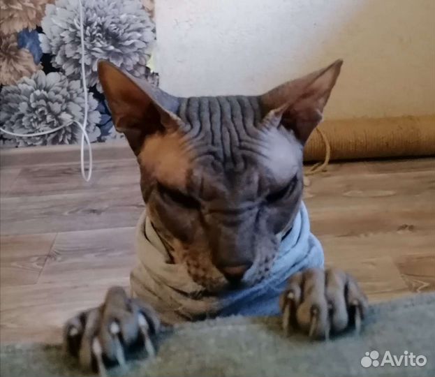 Кот для вязки сфинкс