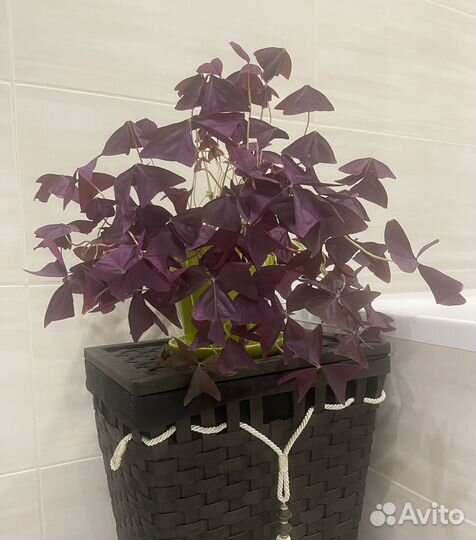 Комнатные цветы